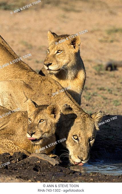 Lioness (Panthera leo) with two cubs, drinking, Kruger National Park, South Africa, Africa
