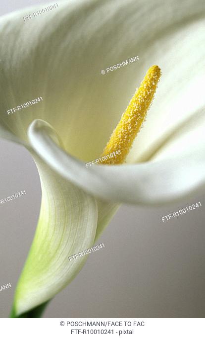 White lily, Kalla