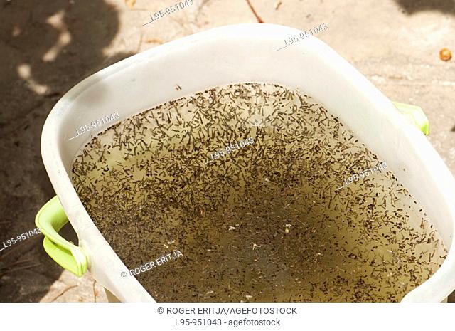 Home cleansing bucket left in garden outdoors and crowded with Culex pipiens, Culiseta longiareolata and Aedes albopictus mosquito larvae