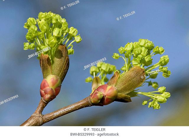Norway maple (Acer platanoides), blooming branch, Germany