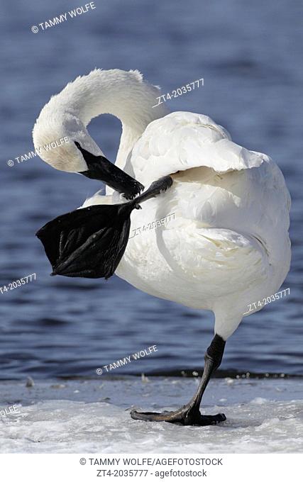 Trumpeter Swan (Cygnus buccinator) Preening