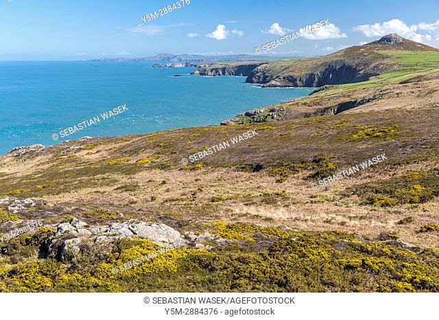 Wales Coast Path at St David's Head, Pembrokeshire Coast National Park, Wales, United Kingdom, Europe