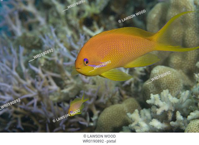 Lyretale Anthias Pseudanthias squamipinnis, female, nice orange coloration swimming with indistinct background, Red Sea