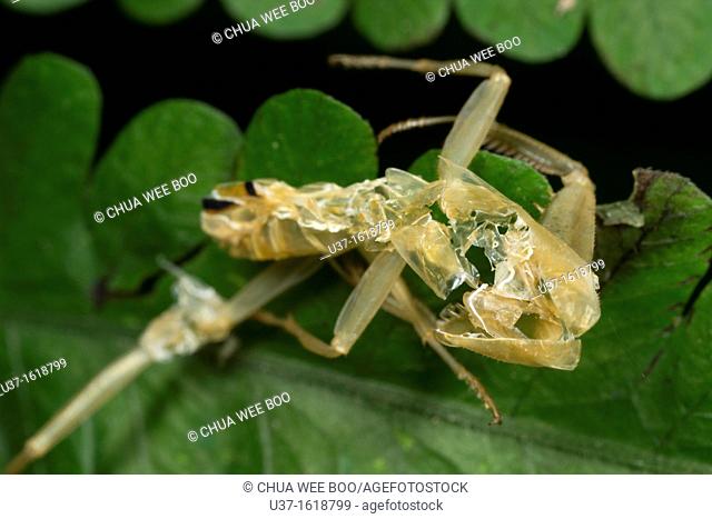 Carcass of mantis