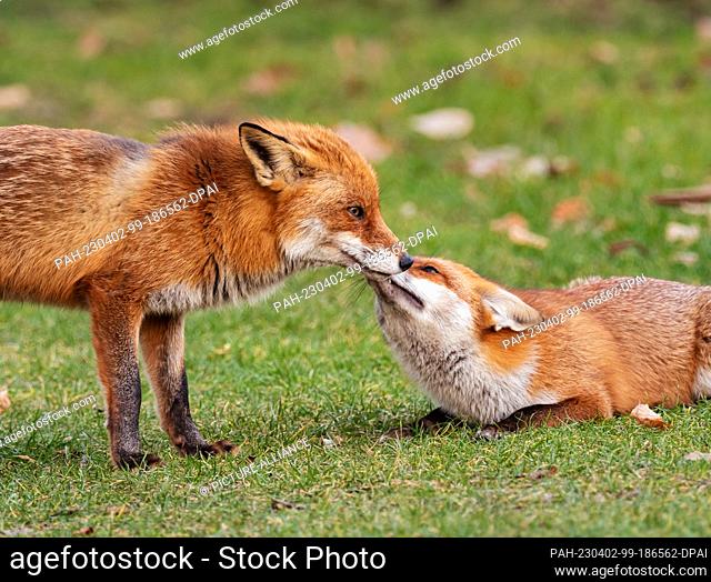 01 March 2023, Berlin: 01.03.2023, Berlin. A male fox (Vulpes vulpes) and a female (r) exchange delicacies on a meadow in the Botanical Garden