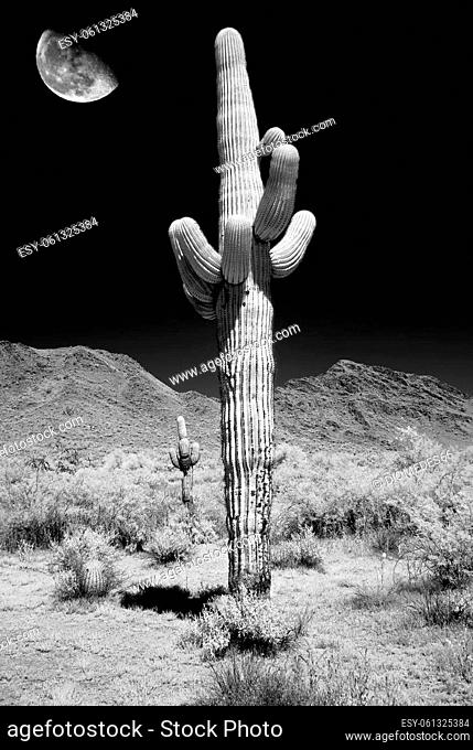Infrared Moon rising Sonora desert saguar cactuse in central Arizona USA