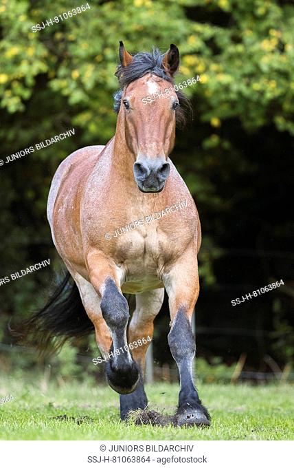 Rhenish-German Cold-Blood. Strawberry roan gelding galloping on a pasture. Germany