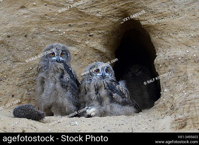 Eurasian Eagle Owls / Europaeische Uhus ( Bubo bubo ), young, sitting at the entrance of their nest burrow, watching, cute, wildlife, Europe