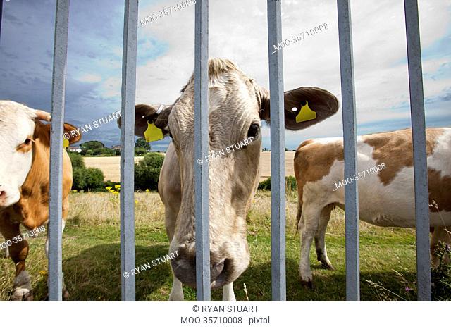 Close-up of cows in pen against blue sky