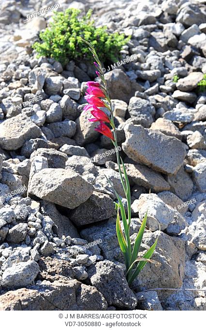 Wild gladiolus (Gladiolus illyricus) is a perennial plant native to Mediterranean Basin. This photo was taken in Cabo de Gata Natural Park, Almeria province