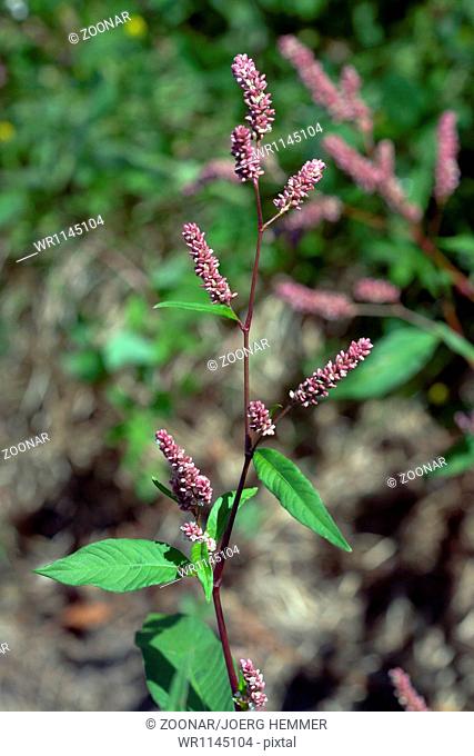 Persicaria lapathifolia, Pale Smartweed