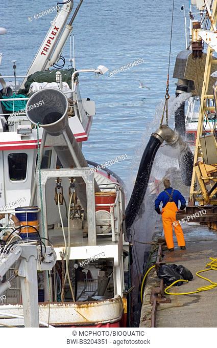 Norwegian fishingboat and its crew are unloading the catch, Norway, Finnmark, Honningsvaag