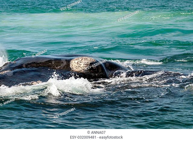 The huge eye of a Southern right whale (eubalaena australis), Gansbaai, South Africa