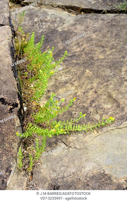 Te de roca (Jasonia glutinosa, Jasonia saxatilis or Chiliadenus glutinosus) is a medicinal perennial herb native to eastern Spain