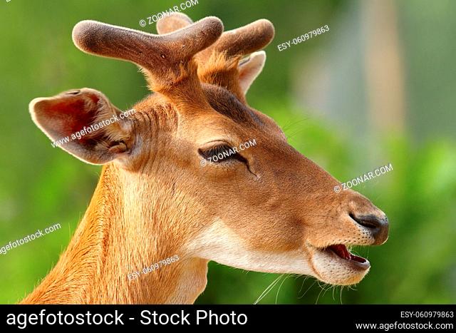 young fallow deer buck portrait over green out of focus natural background