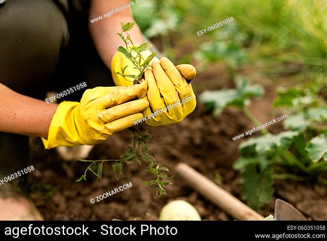 close up woman harvesting garden