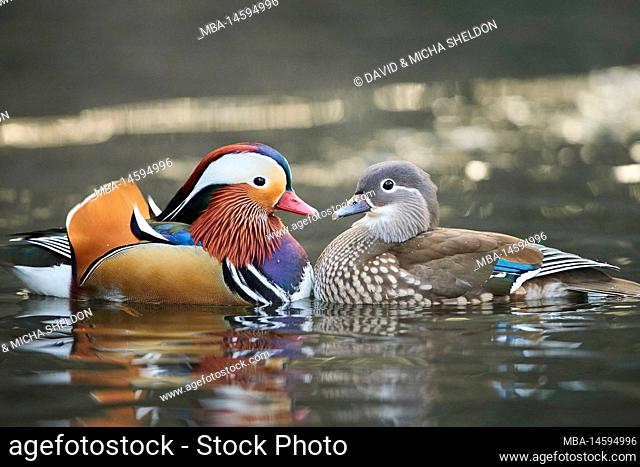 Mandarin duck (Aix galericulata), pair, duck, drake, wildlife, Bavaria, Deutschlnad, Europe