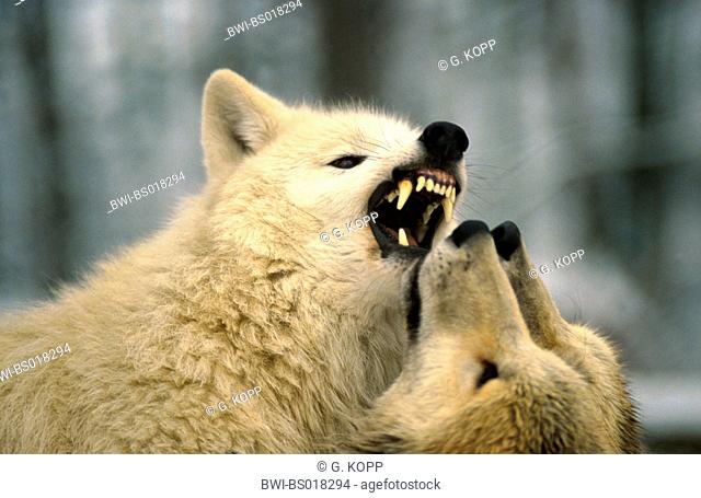 arctic wolf, tundra wolf (Canis lupus albus), displaying teeth, Germany, Saarland, Merzig