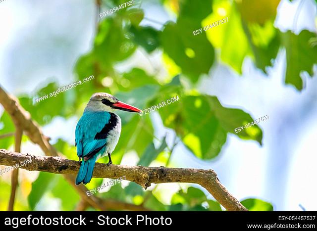 Woodland kingfisher perching on branch, Halcyon senegalensis, Wondo Genet, Ethiopia Africa safari wildlife