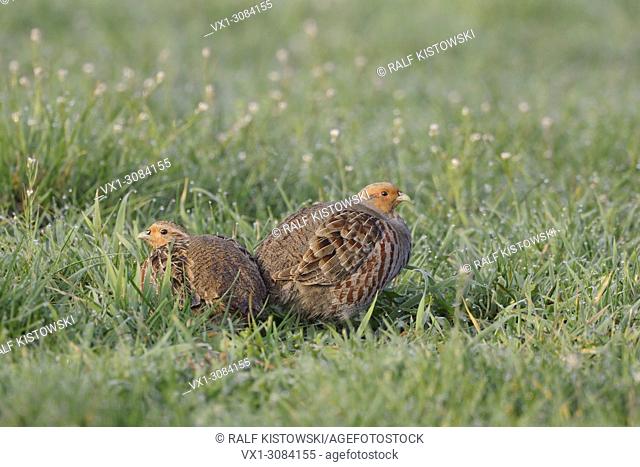 Grey Partridges ( Perdix perdix ), pair of, sits in a springlike meadow, first morning light, lots of dew drops, wildlife, Europe
