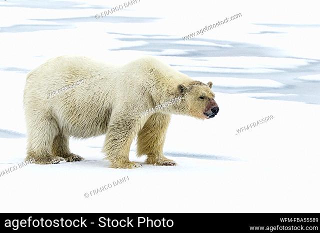 Polar Bear, Ursus maritimus, Spitsbergen, Arctic Ocean, Norway