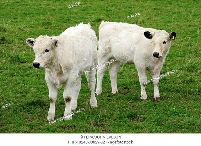 Domestic Cattle, White Park calves, standing in pasture, Llandeilo, Carmarthenshire, Wales
