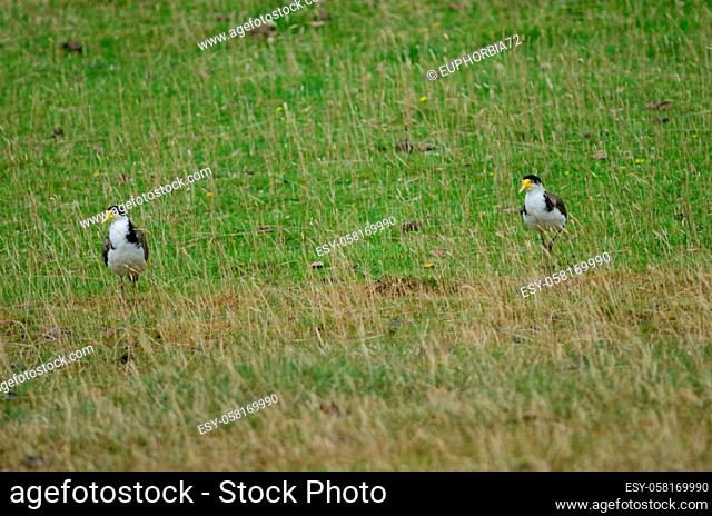 Spur-winged plovers Vanellus miles novaehollandiae. Hoopers Inlet. Otago Peninsula. Otago. South Island. New Zealand