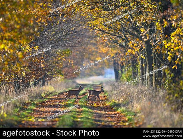 22 November 2023, Brandenburg, Hackenow: Two deer cross an old oak avenue in the Oderbruch in the east of Brandenburg. The Oderbruch was created after it was...