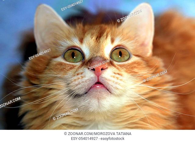 Portrait of a young red-haired cats