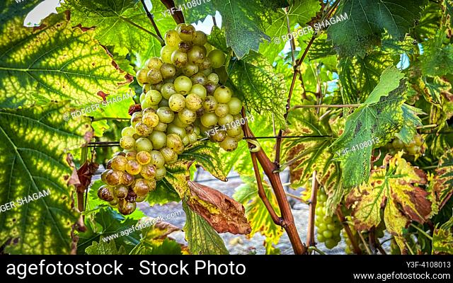 Grapes are left on the vine to sweeten and dry in the sun. They will eventually become raisins