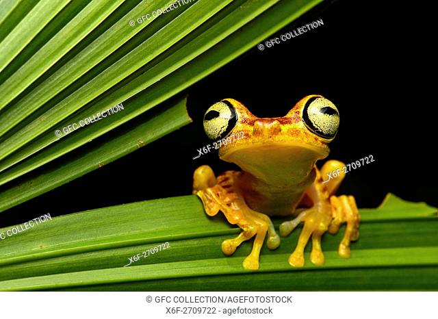 Imbabura Treefrog (Hypsiboas pictuator), Treefrog family (Hylidae), Amazon rainforest, Canande River Reserve, Choco forest, Ecuador