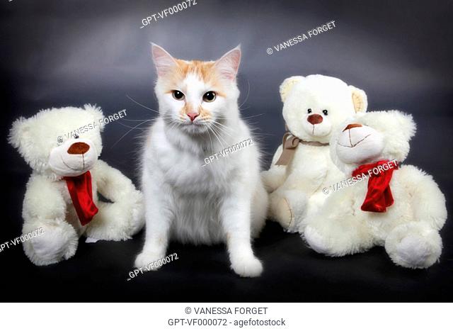 MOUSTACHE AND HIS TEDDY BEAR, CANADIAN ANGORA CAT
