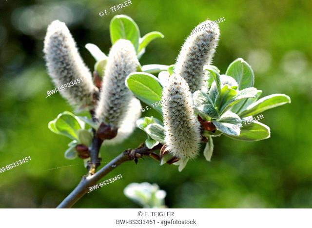 Swiss Willow (Salix helvetica), branch with catkins, Germany