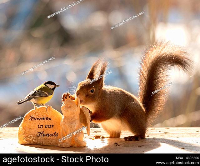 red squirrel with great tit with farewell words