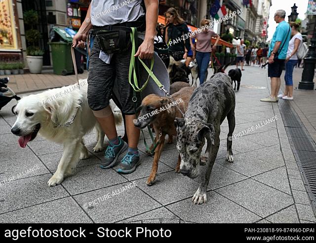 17 August 2023, Hungary, Budapest: Dog sitters walk several dogs through the pedestrian street Váci utca in the city center