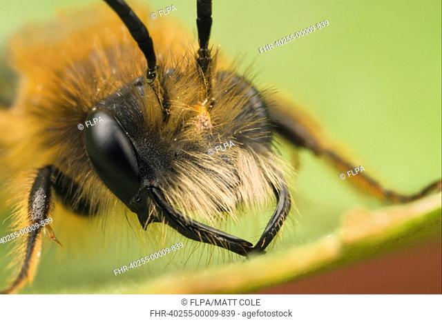 Tawny Mining Bee Andrena fulva adult male, close-up of head, Leicestershire, England, april