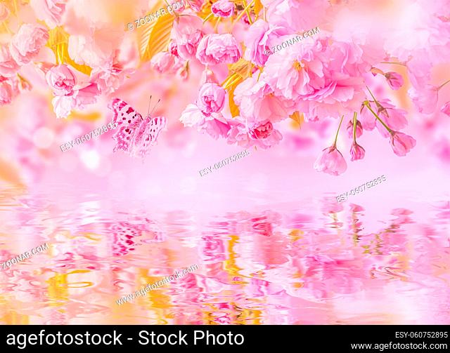 Sakura flower cherry blossom, water reflection, light. Greeting card background template. Shallow depth. Soft toned. Spring nature