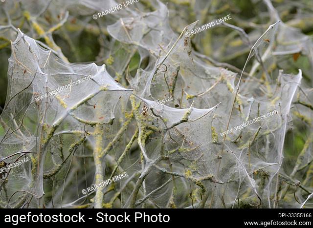 Bush covered with ermine moth webs in springtime; Europe