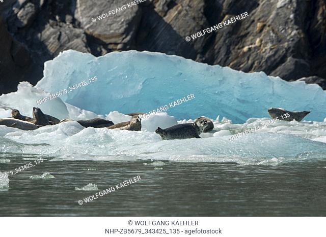 Harbor seals (Phoca vitulina) resting on ice bergs and ice floes at the South Sawyer Glacier in Tracy Arm, a fjord in Alaska near Juneau