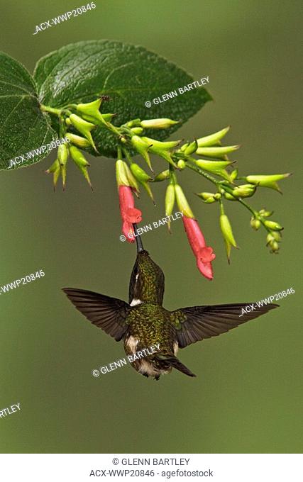 A Purple-throated Woodstar hummingbird Calliphlox mitchellii flying and feeding at a flower in the Tandayapa Valley in Ecuador