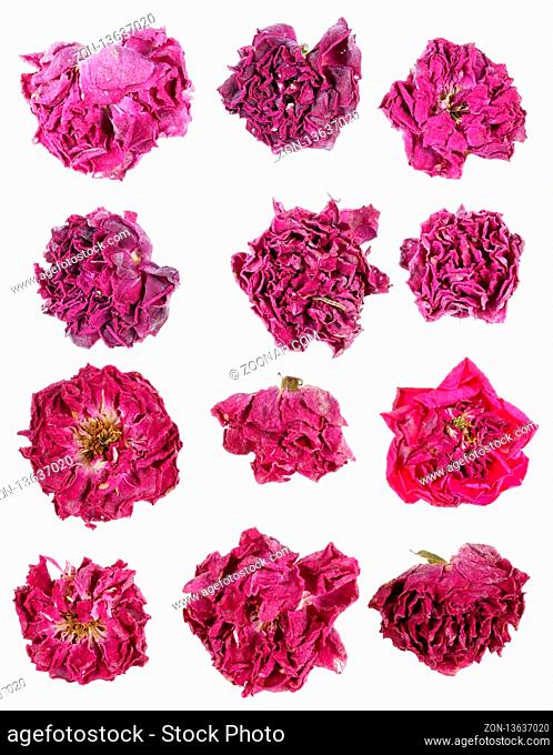 Dried pink rose flowers are used in medicine for tea making. Isolated on white studio macro set