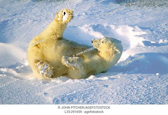 Polar bear (Ursus maritimus) seem to enjoy rolling in the snow especially in the sunshine