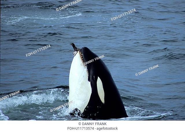 Transient Killer whale Orcinus orca eating Common murre / guillemot Uria algae Monterey Bay, California, USA