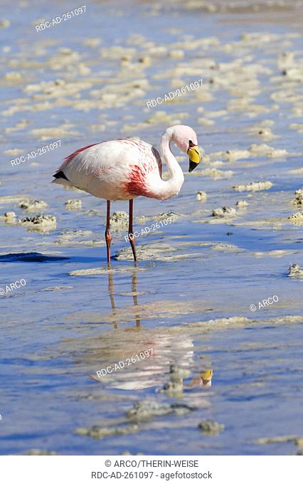 James's Flamingo Laguna Hedionda Potosi Bolivia Phoenicoparrus jamesi
