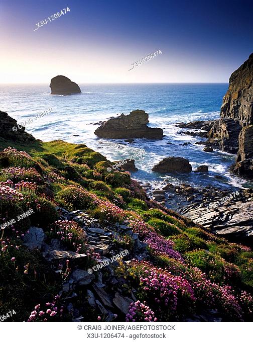 Thrift growing on the cliffs overlooking Backways Cove at Trebarwith Strand, Cornwall, England, United Kingdom