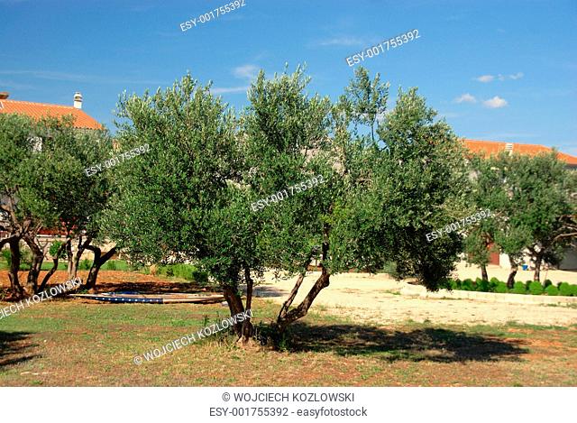 The olive tree groves