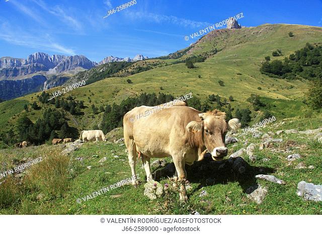 landscape with cow on the climb tol ibón Acherito. Hecho valley. Huesca