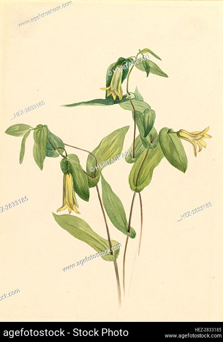 Wood Merrybells (Uvularia perfoliata), n.d. Creator: Mary Vaux Walcott