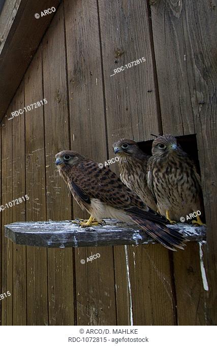 Kestrel, youngs, Langenberg, NRW, Germany / (Falco tinnunculus)