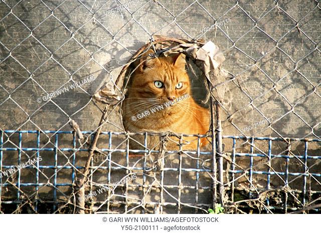 ginger cat looking through a hole in fence in rome italy